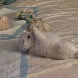 American Eskimo Dog Puppies from Eskie Babes