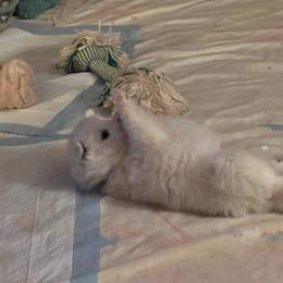 American Eskimo Dog Puppies from Eskie Babes