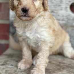 Bernedoodle Puppies from Chris Krosschell