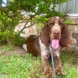Daisy - English Springer Spaniel
