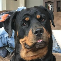 Timber - Rottweiler