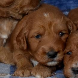 Male 3 of 4 - Apricot male Goldendoodle puppy in Macedon, New York from Toodles Goldendoodles