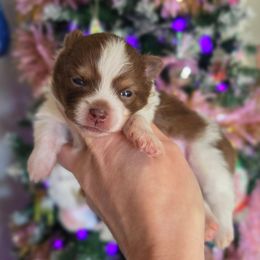 Chocolate tri boy - Chocolate male Pomeranian puppy in Brighton, Colorado from POMS OF CBBK