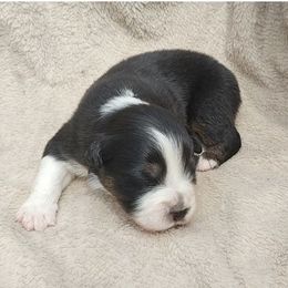 Cobalt - Black tri female Miniature American Shepherd puppy in Springfield, Missouri from Sunrock Kennel