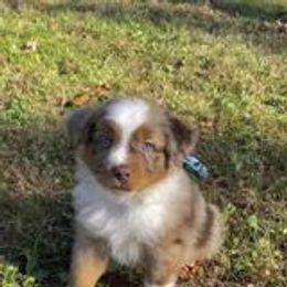 Australian Shepherd Puppies from Lakes Australian Shepherds