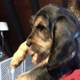 Otterhound Puppies from Riverrun Otterhounds