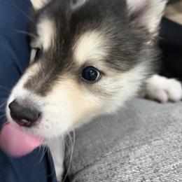 Ella - Tri-color female Pomsky puppy in Grandview, Washington from Alyssa’s Pomskies