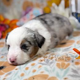 Pookie - Blue merle female Toy Australian Shepherd puppy in Liberty Hill, Texas from Pistol Paws Aussies