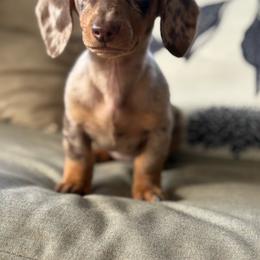 Girl 2 5000 - Dapple female Dachshund puppy in Barbourville, Kentucky from The Bossy Doxie Farm