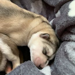 Siberian Husky Puppies from The Husky Husky Hut