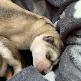 Siberian Husky Puppies from The Husky Husky Hut