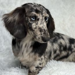 Jade - Dachshund