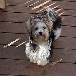 Maddie - Biewer Terrier
