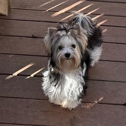 Maddie - Biewer Terrier
