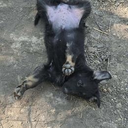 Purple Collar Female - Black and cream female German Shepherd puppy in Cadet, Missouri from Working Valley Shepherds