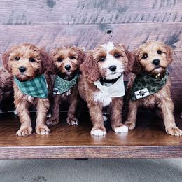 Goldendoodles and Sheepadoodles from Sweet Southern Doodles