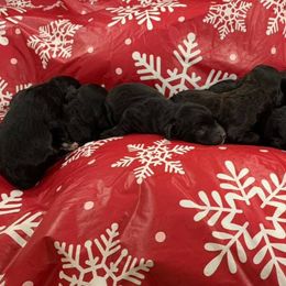 English Springer Spaniels from Shady Oak Springers