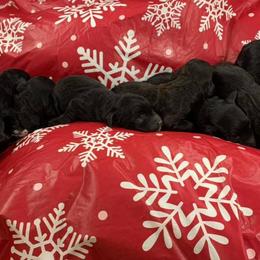 English Springer Spaniels from Shady Oak Springers
