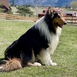 Winston - Old Time Scotch Collie
