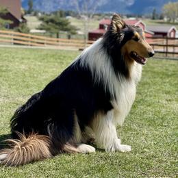 Winston - Old Time Scotch Collie