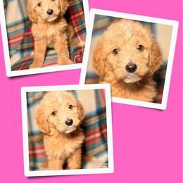 Latte - Apricot female Goldendoodle puppy in Bluefield, Virginia from Love on a Leash