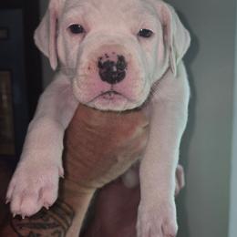 Nash - White male American Bulldog puppy in Abita Springs, Louisiana from Slumski's Bulldogs