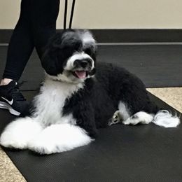 Nori - Portuguese Water Dog