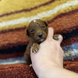 Paddington - Red  male Poodle puppy in Wharton, Texas from In the Red Poodles