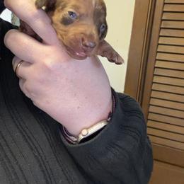 Maple - Dapple female Dachshund puppy in Athens, Texas from County Road Puppies