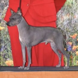 Orion - American Hairless Terrier