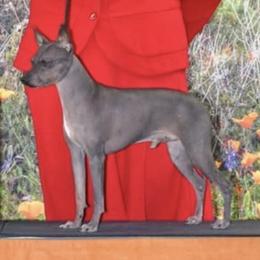 Orion - American Hairless Terrier