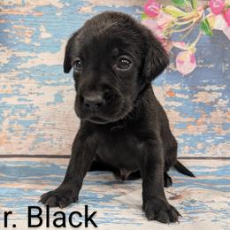 Mr Black - Black male Labrador Retriever puppy in Lebanon, Pennsylvania from Robertson's Retrievers and Doodles