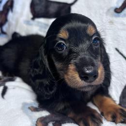 Dream - Black and tan female Dachshund puppy in Argos, Indiana from TKO Doxies