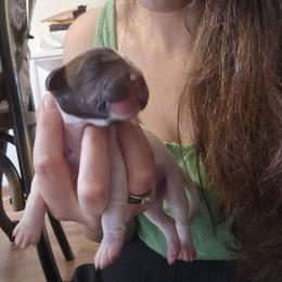 German Shorthaired Pointer Puppies from Parker's Pointers