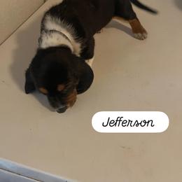 Basset Hound Puppies from Idagon Bassets