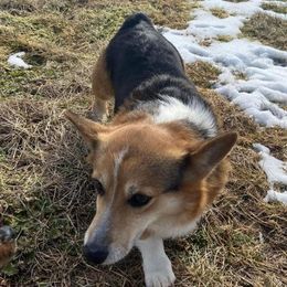 Pembroke Welsh Corgi All Grown Up from Annette Masly's Pembroke Welsh Corgis