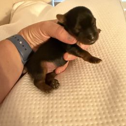 Yorkshire Terrier Puppies from Cuddles of Cuteness