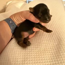 Yorkshire Terrier Puppies from Cuddles of Cuteness