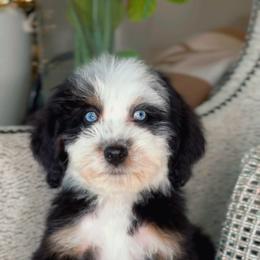 Dolce - Tri-color female Bernedoodle puppy in West Jordan, Utah from Doodles Friend