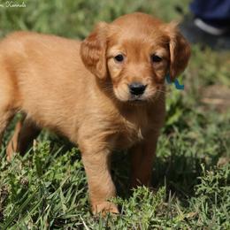 Mitzy Teal Girl - Dark golden female Golden Retriever puppy in Idaho Falls, Idaho from Once Upon A Dream Kennels