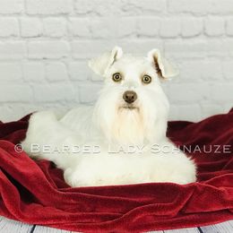 Chilly - Miniature Schnauzer