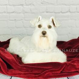 Chilly - Miniature Schnauzer