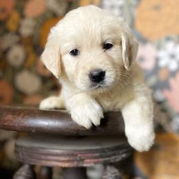 Golden Retriever Puppies from Chirping Meadows Goldens