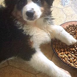 Ryan - Black tri-color male Australian Shepherd puppy in Elk Creek, Missouri from Hearts on Fire Australian Shepherds