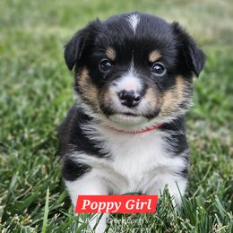 Poppy - Black and tan female American Corgi puppy in Boise, Idaho from Porter Creek Corgis