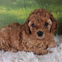 Dolly F1b - Red female Cavapoo puppy in Centerton, Arkansas from Velvet Paws Cavapoos