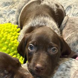 Boy 5 - Liver roan male German Shorthaired Pointer puppy in Troy, North Carolina from Uwharrie GSP