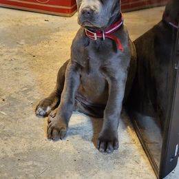 Cane Corso Puppies from Venom Cane Corsos