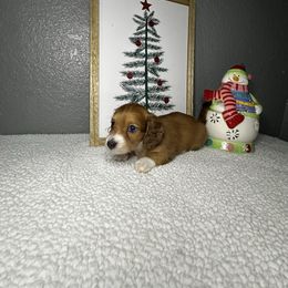 Ruby - Red female Dachshund puppy in Tahlequah, Oklahoma from Quick Little Dachshunds