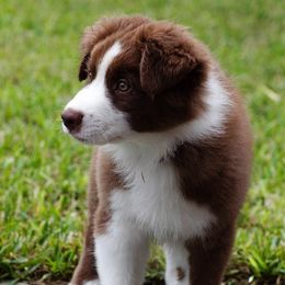 Australian Shepherd Puppies from Mercury Australian Shepherds